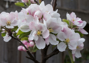 27th Apr 2021 - Apple blossom in the rain