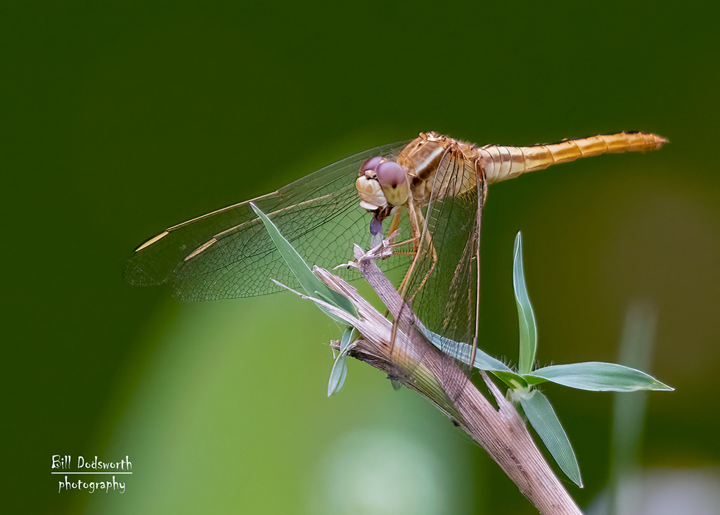 Dragonfly in the park by photographycrazy
