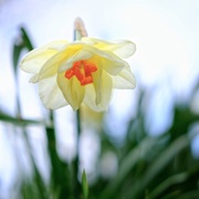 28th Apr 2021 - Daffodil 28