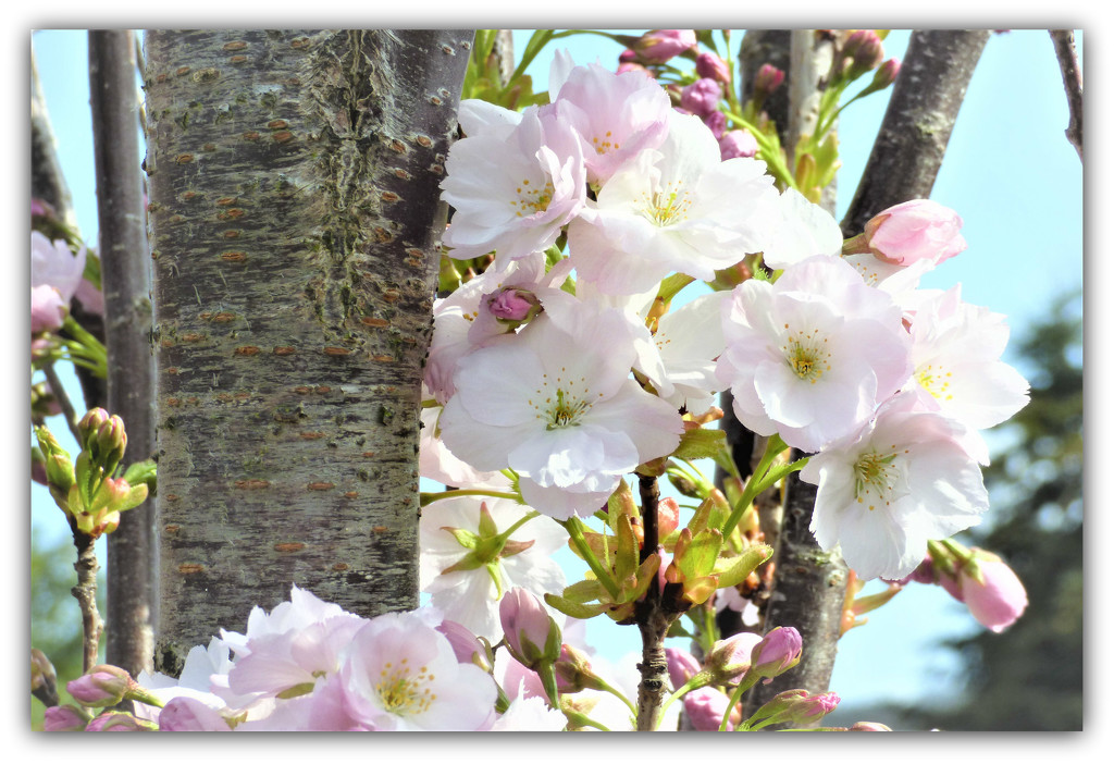Beautiful blossom  by beryl