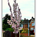 Flowering Cherry Tree by beryl
