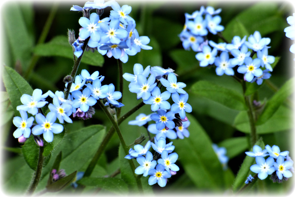 Forget me not by beryl