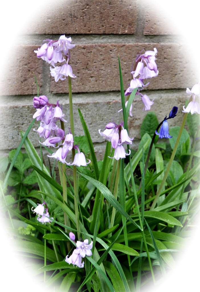 lilac bluebells by beryl