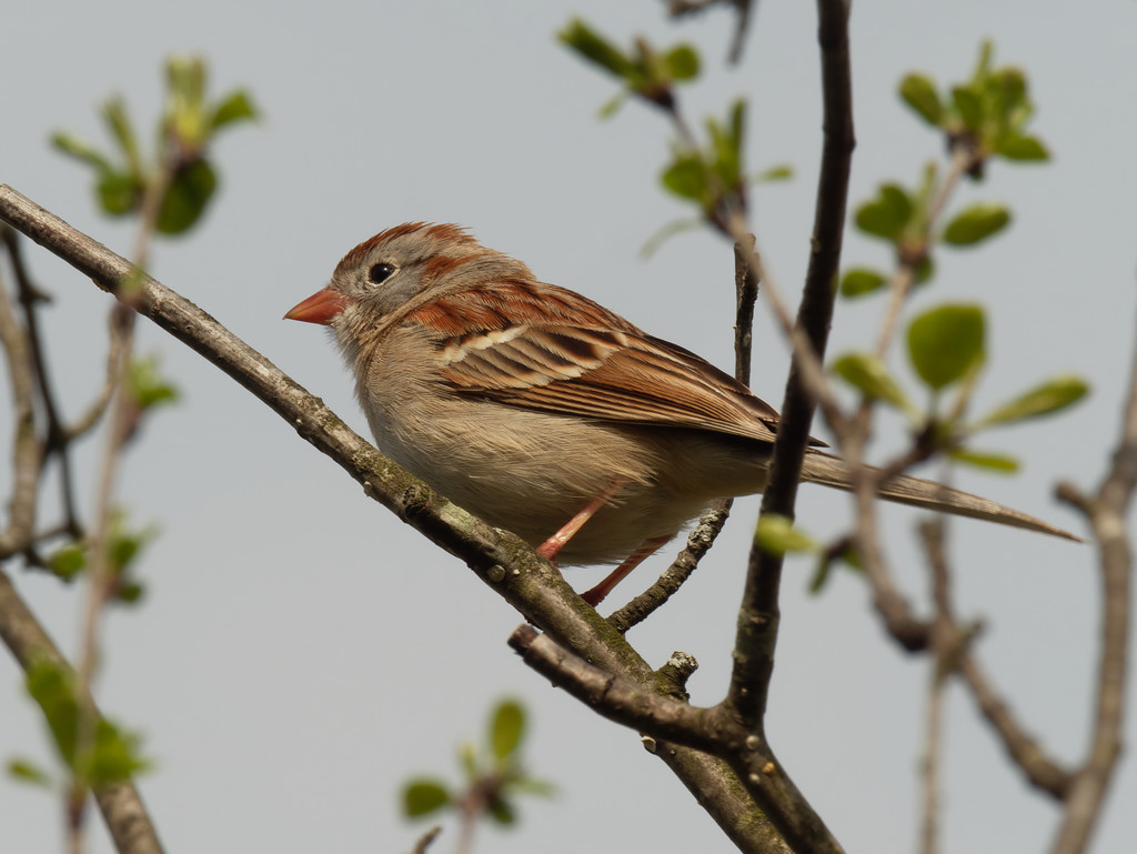 Field sparrow  by rminer