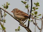 27th Apr 2021 - Field sparrow 