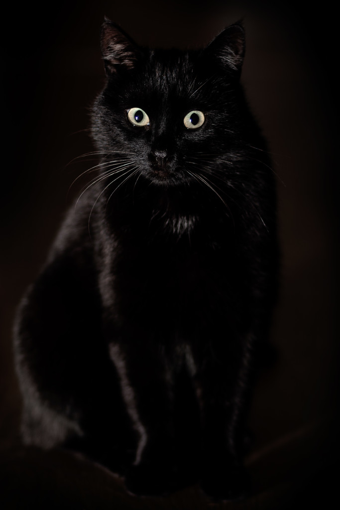 black cat by j_kamil