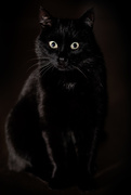 27th Apr 2021 - black cat