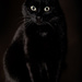 black cat by j_kamil