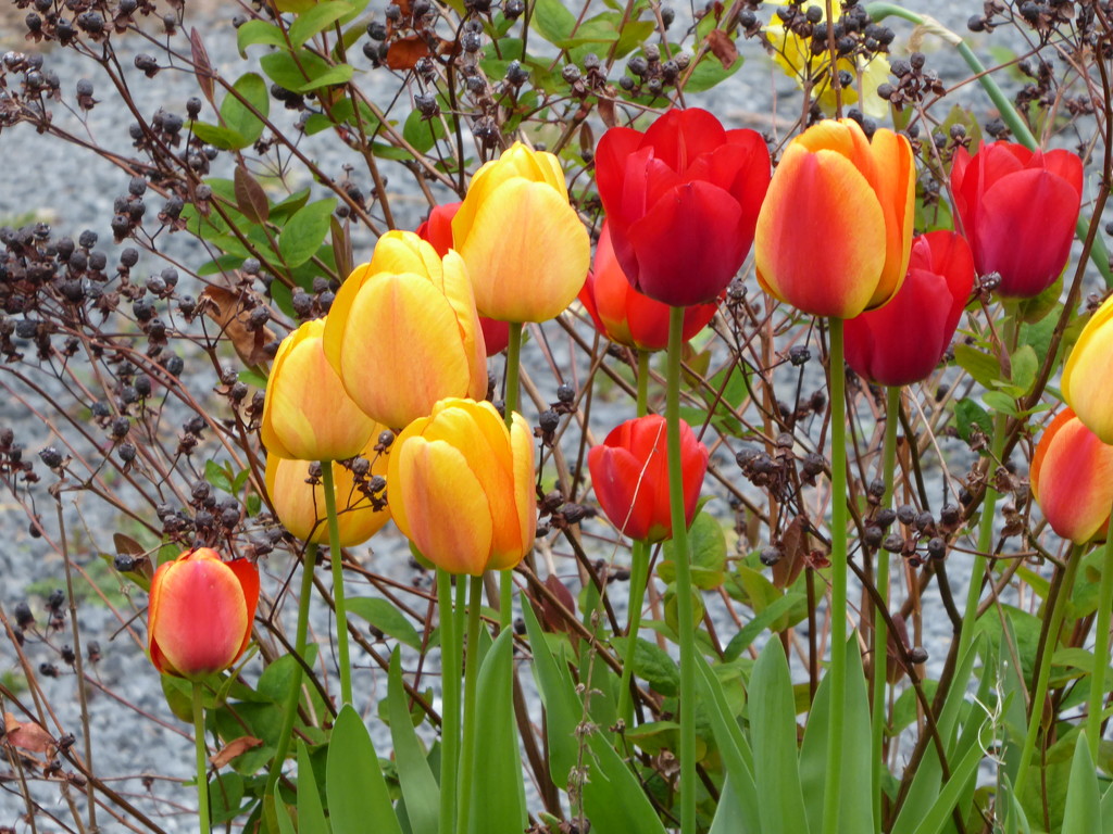 Tulips  by snowy