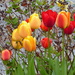 Tulips  by snowy