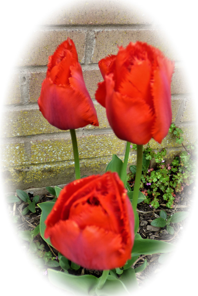 Three tulips  by beryl