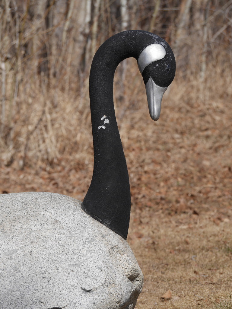 Rock Goose by gq