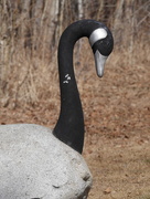 14th Apr 2021 - Rock Goose