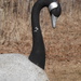 Rock Goose by gq