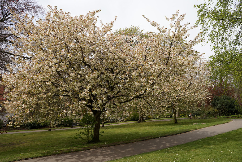 More Arboretum Blossom by phil_howcroft