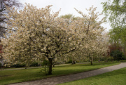 26th Apr 2021 - More Arboretum Blossom