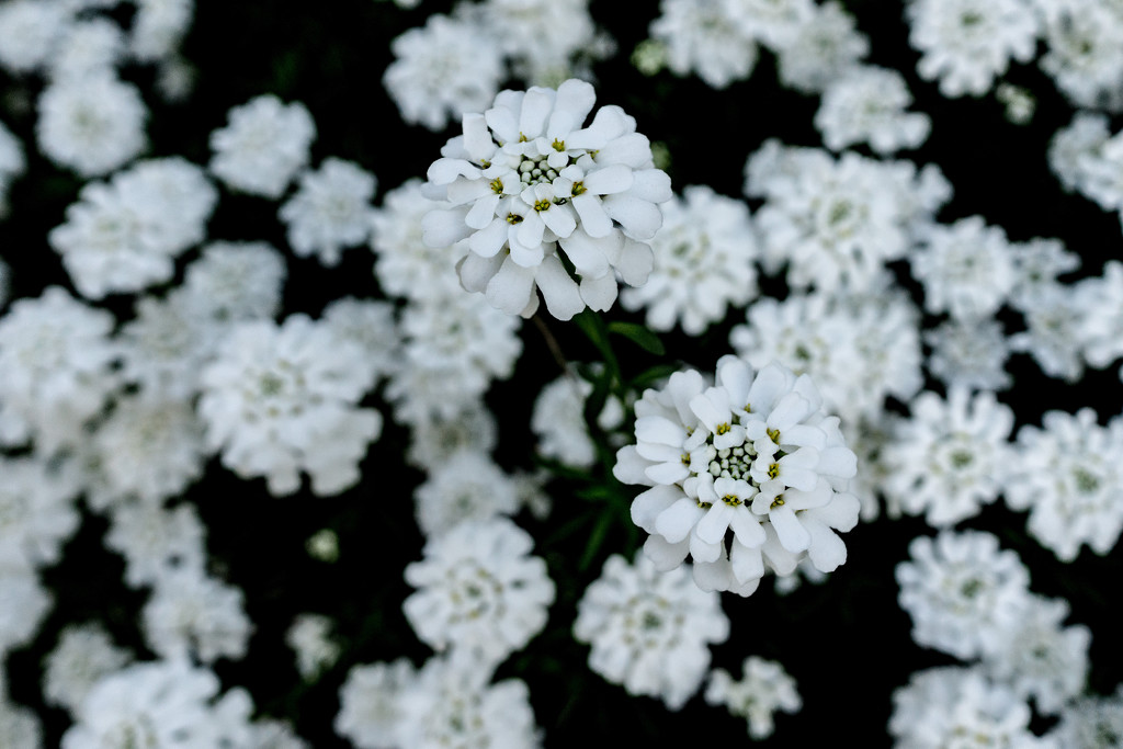 And white like the alyssum flowers by cristinaledesma33