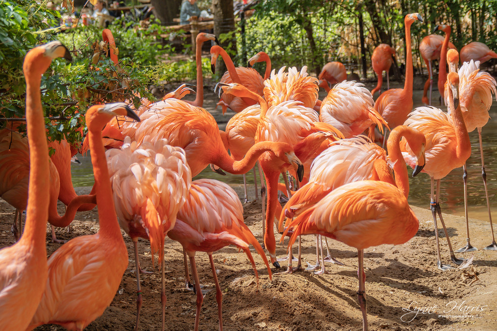 Flamingos and more flamingos by lynne5477
