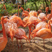Flamingos and more flamingos by lynne5477