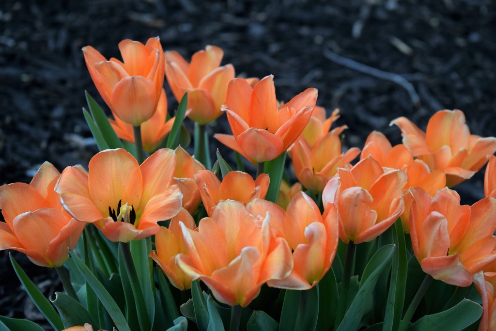 Peach Tulips by sandlily