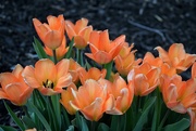 27th Apr 2021 - Peach Tulips