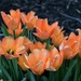 Peach Tulips by sandlily