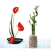 a trio of anthuriums by summerfield