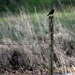 30 Shots, One Subject - 27 -- Blackbird by genealogygenie