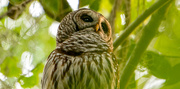 27th Apr 2021 - Barred Owl, Being Attacked!