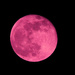 Pink moon by homeschoolmom