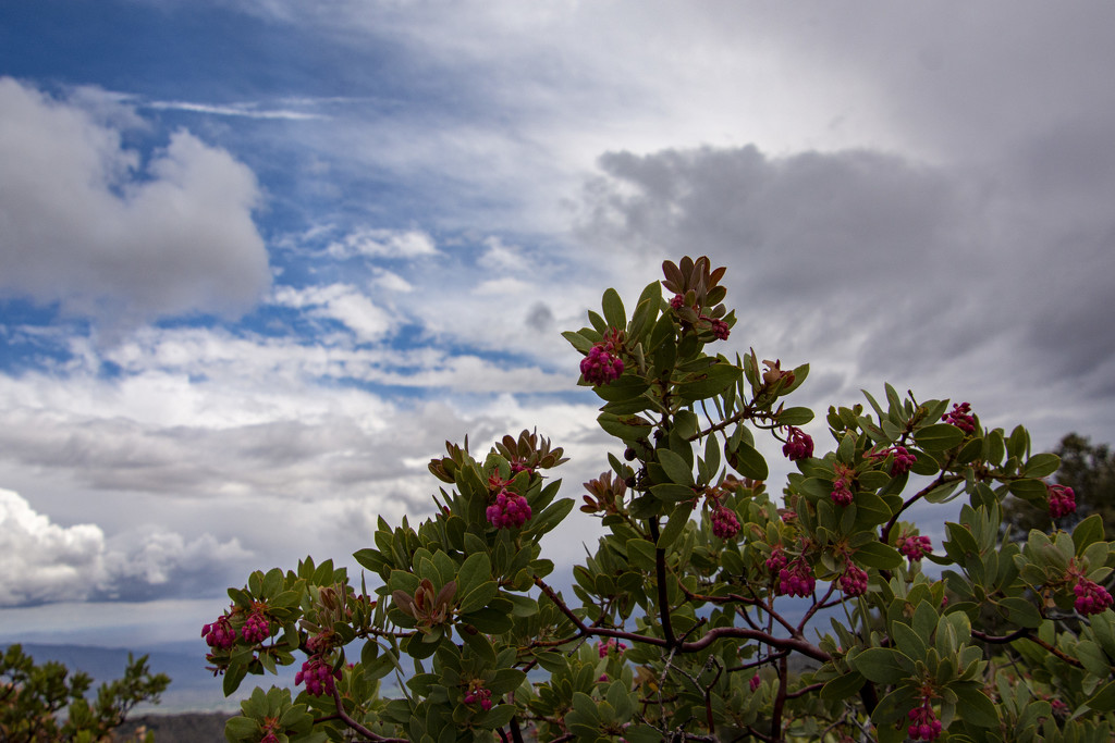Flowering Manzanita by cwbill