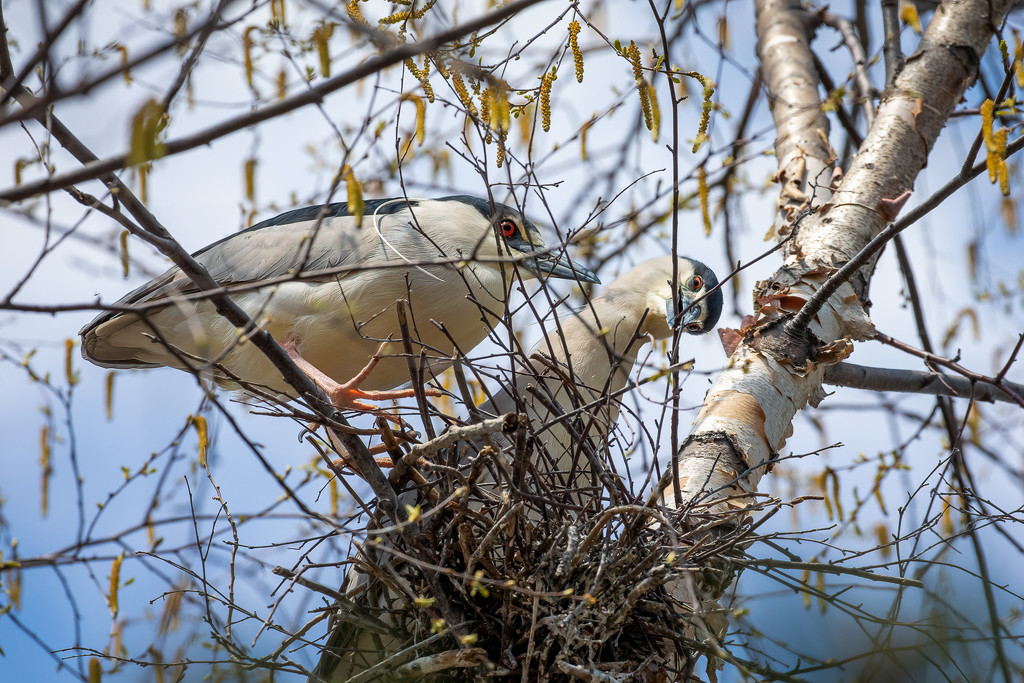 Black-Crowned Night Heron Couple Making Their Nest by jyokota