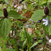 Toadshade (Trillium sessile) by annepann
