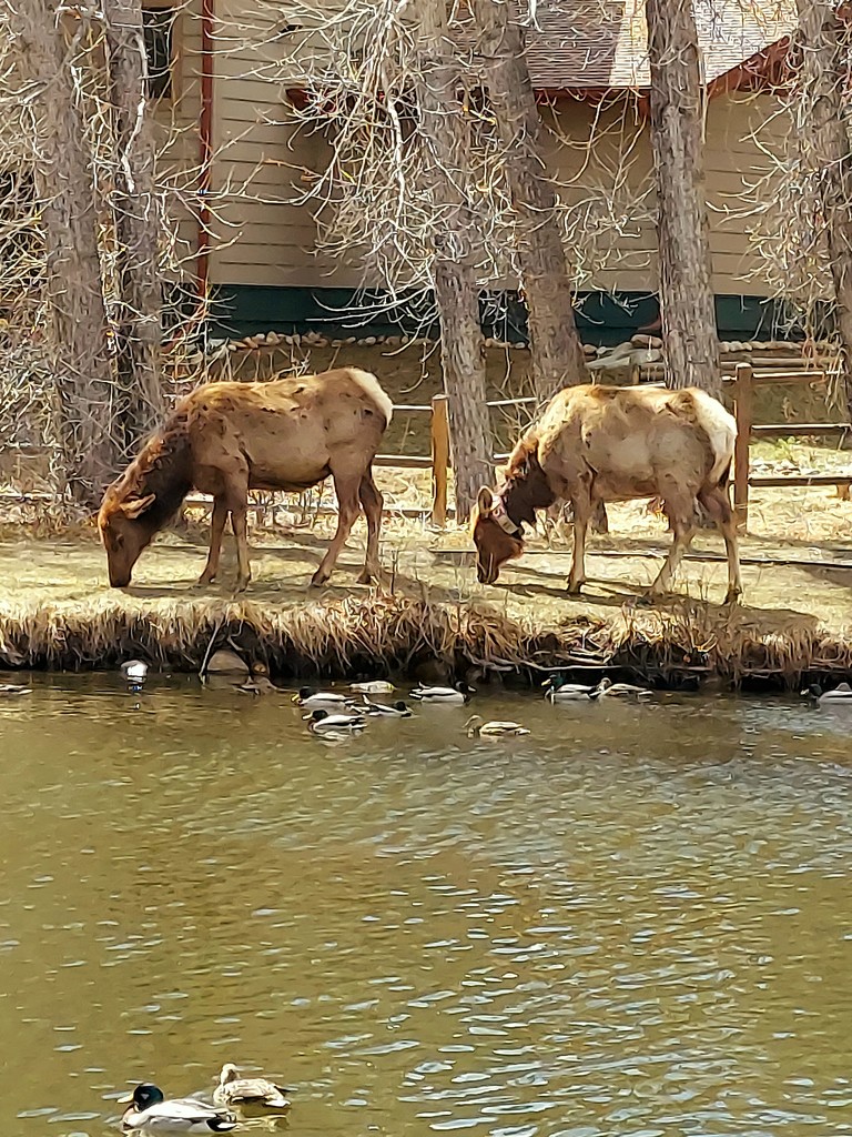 Elk Grazing by harbie