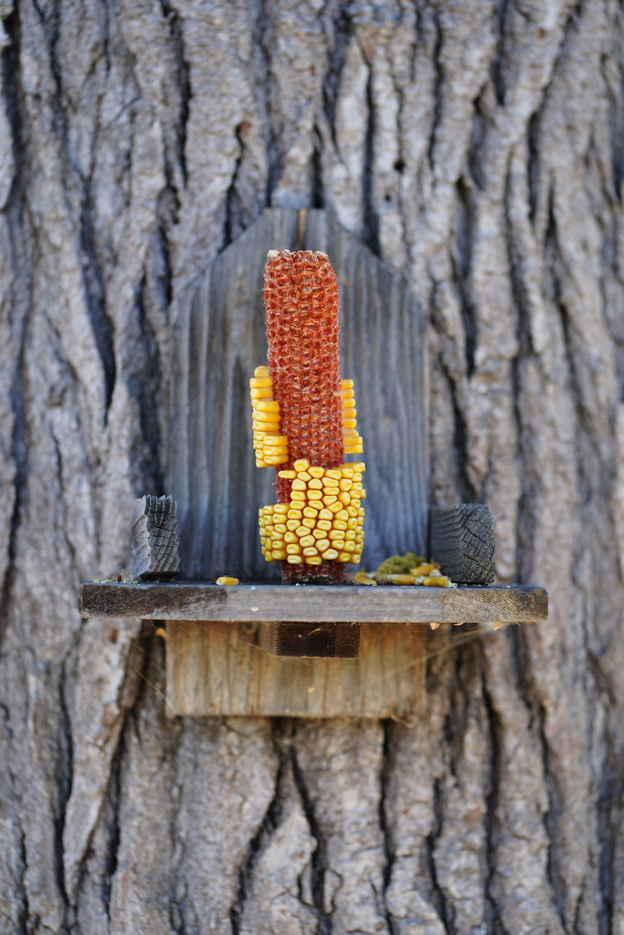 Squirrel feeder (corn cob) by acolyte