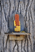 27th Apr 2021 - Squirrel feeder (corn cob)