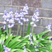Bluebells. St. Charles Church garden. by grace55