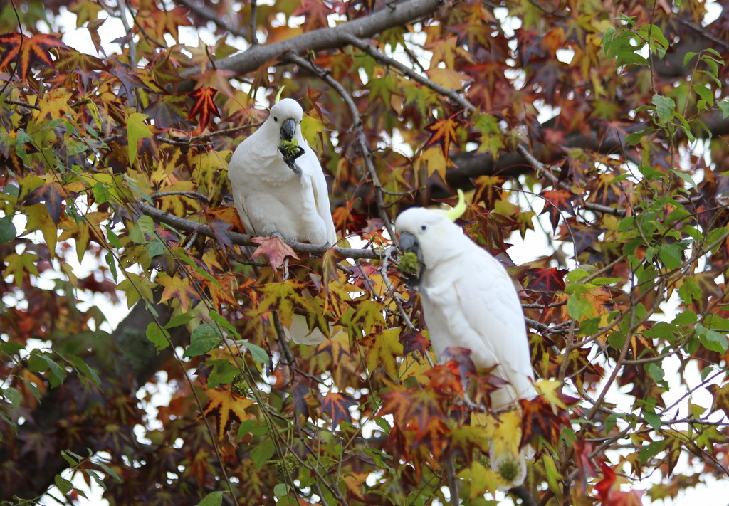 And now Autumn cockatoos by gilbertwood