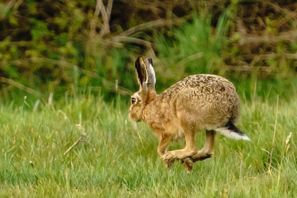 Hare today gone tomorrow!!!! by padlock