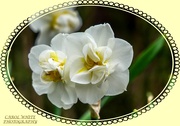 28th Apr 2021 - Frilly Daffodils