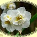 Frilly Daffodils by carolmw