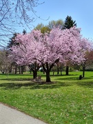 28th Apr 2021 - A clump of cherry trees