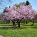 A clump of cherry trees by bruni