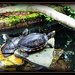 Turtles  by vernabeth
