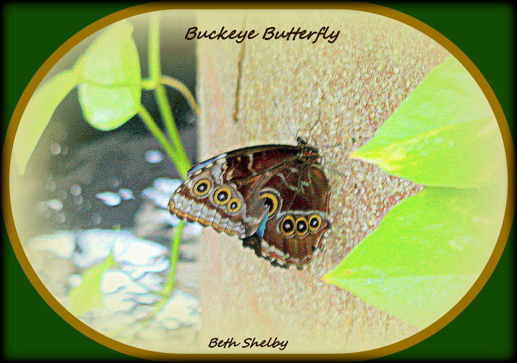Buckeye Butterfly by vernabeth