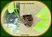 28th Apr 2021 - Buckeye Butterfly