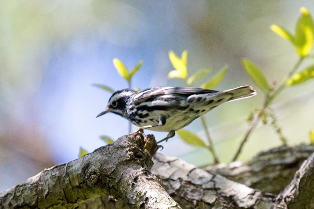 LHG-9654- Black and white warbler by rontu
