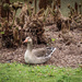 Goosey Goosey Gander by mumswaby