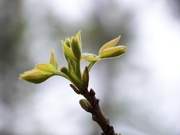 17th Apr 2021 - Spring's new leaves...