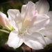 More white azaleas... by marlboromaam